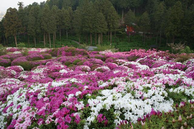 ツツジ／4月24日（土）～5月16日（日）　三室戸寺【京都・宇治】 