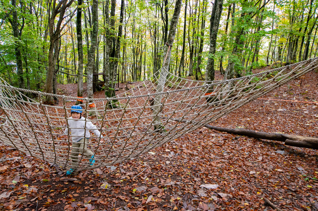 ブナの森パーク｜白馬岩岳「ねずこの森」