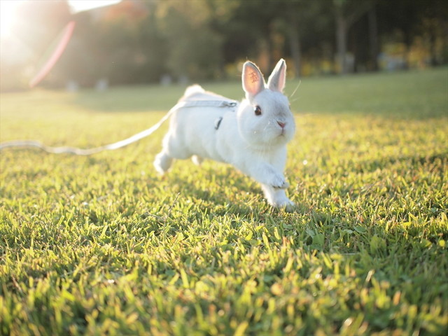 うさぎしんぼる展