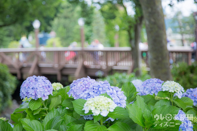 シンデレラ城付近のあじさいはこちら。