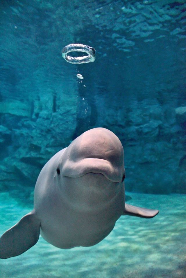 名古屋港水族館