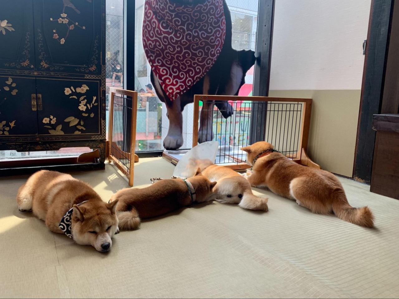 犬 カフェ 東京