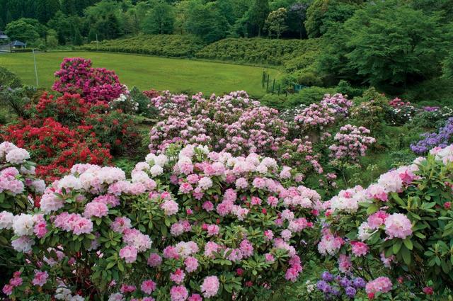 シャクナゲ／4月上旬～5月下旬  21世紀の森・紀伊半島森林植物公園【奈良・十津川村】