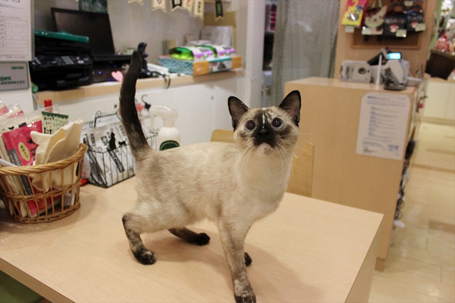 可愛くてキュンキュンする「吉祥寺ねこ祭り」の猫たち