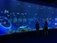 沖縄近海の様々な海洋生物が回遊する大水槽