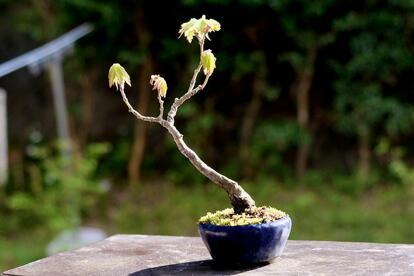 家でも外でも愛用中！ 植物の美しい瞬間を撮るために揃えた「カメラと 