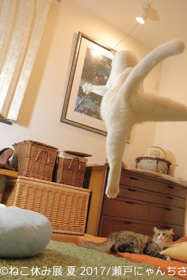 ねこ休み展 夏 2017