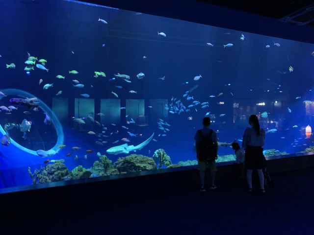 沖縄近海の様々な海洋生物が回遊する大水槽