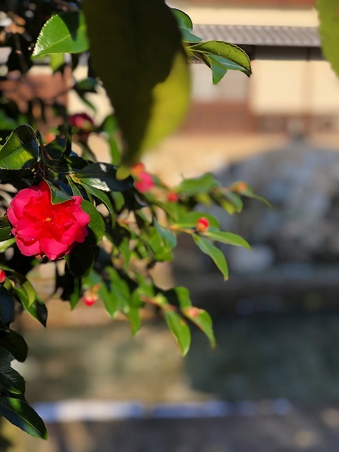 旅でつい撮りたくなる写真@近江八幡