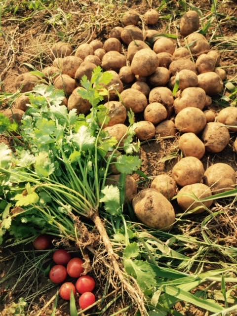 【南インド料理 葉菜hana】葉菜の畑でとれた野菜（一部）。農薬も肥料も使わず四季折々の野菜を育てている
