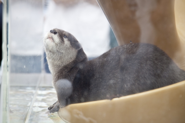 「ふれあいラグーン」の人気者コツメカワウソののび太