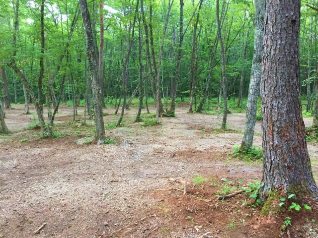 子供たちが大声で笑って楽しめる森