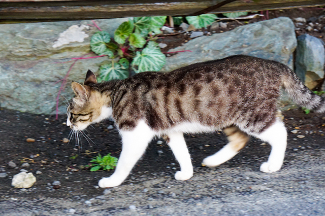 途中猫2匹と出会いました