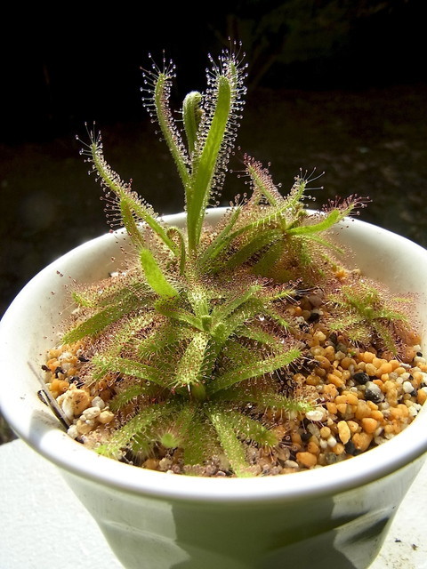 食虫植物トークショー/ドロセラ・システィフロラ(Drosera cistiflora) 南アフリカ産の塊根モウセンゴケ