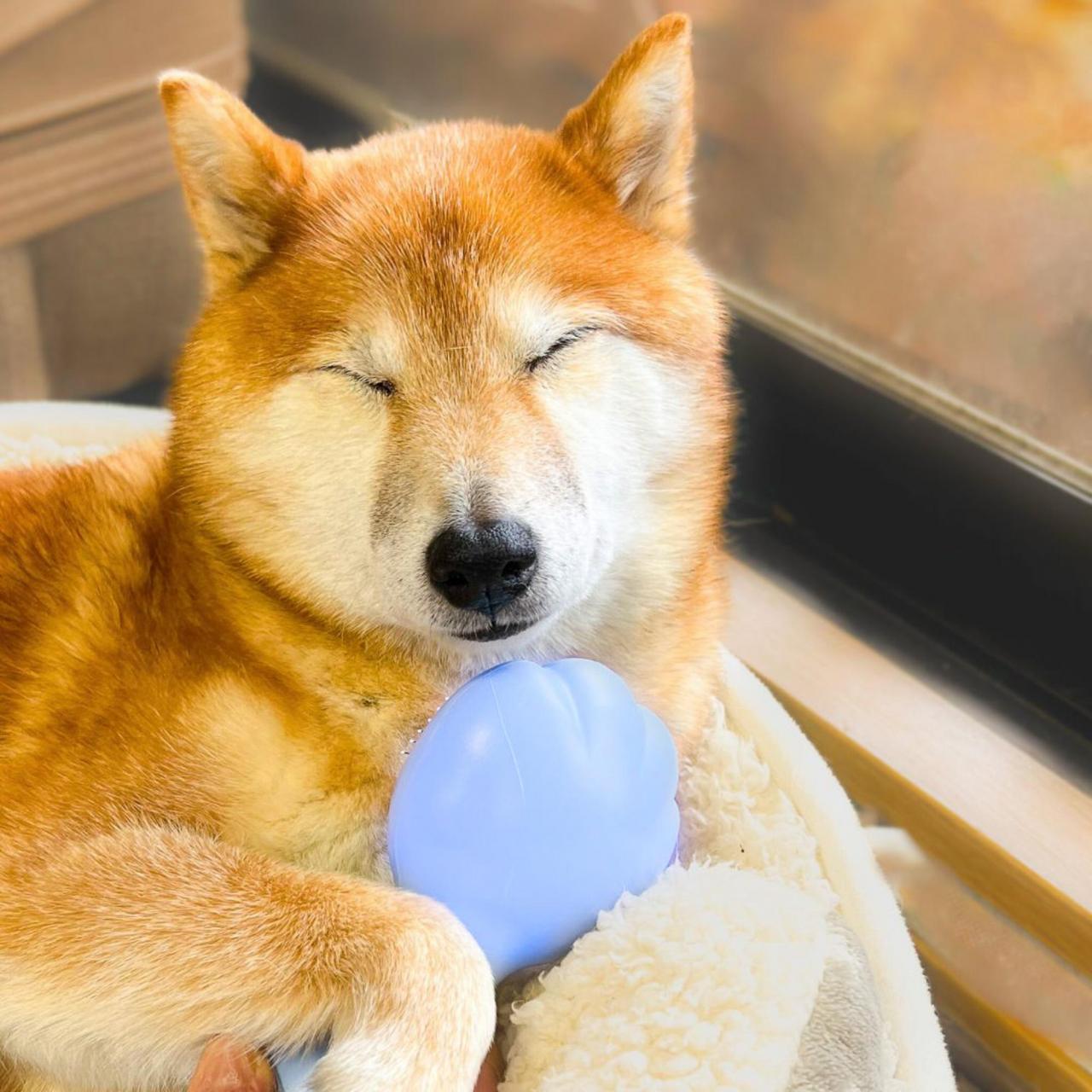【犬猫兼用】痛くないのに毛がめちゃ取れる！いいとこ取りの「ペット用ブラシ」に愛犬も大満足 - ハピママ*