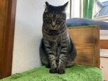 【ニトリ 猫用爪切りお助けエプロン（ベージュ）】エプロン爪切りに挑戦してもらうゴン