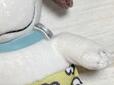 ふわふわとした短い毛足のファー調のポリエステル素材を使用