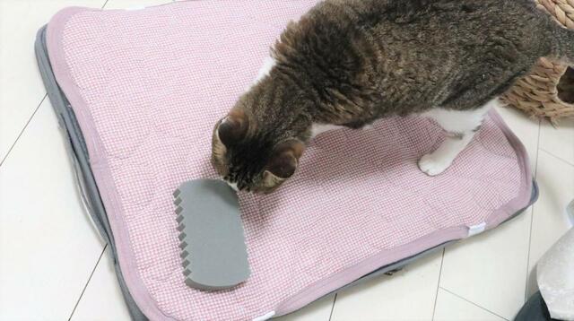 【ニトリ ペットの毛取りスポンジ(ケト～ル)】新入りアイテムはとりあえずチェック