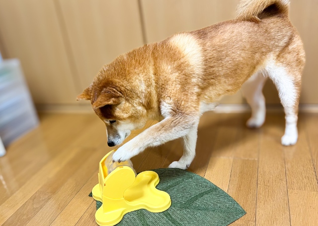 【ドギーマン わんこのでるでる自飯器】一生懸命にクルクルと回す姿がとにかく可愛らしい