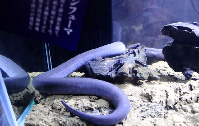 ぬるぬる＆にょろにょろな不思議ないきものたち／フタユビアンフューマ