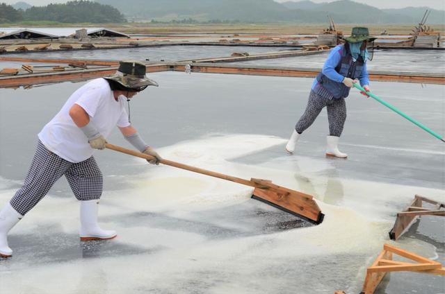 韓国の南西部、全羅南道の塩田で天日塩を集める作業