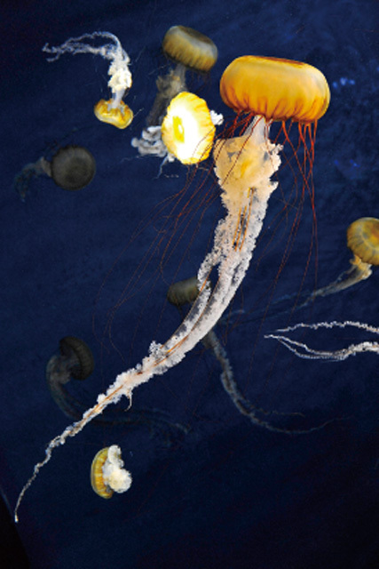 ・旗口クラゲ目オキクラゲ科《パシフィックシーネットル》北アメリカ大陸の太平洋岸<br/> [解説] アメリカのオレゴン州から北カリフォルニア沿岸で夏によく見られる。ネットルとは植物のイラクサ（刺草。トゲと毒がある草）のことで、海のイラクサという名が示すとおり強い毒性があり、刺されると痛みを生じ、ミミズ腫れになることもあるという。世界最大級のクラゲの一つで、傘の直径は成長すると約50cm、口腕を含めた全長は2m以上にもなる。日本近海には生息していない。 写真提供：新江ノ島水族館