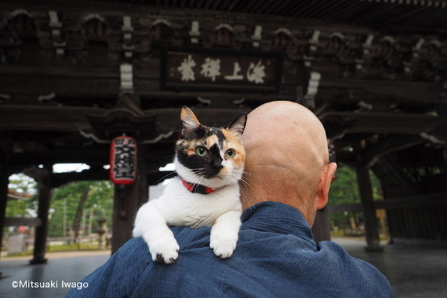 岩合光昭写真展「ねこの京都」