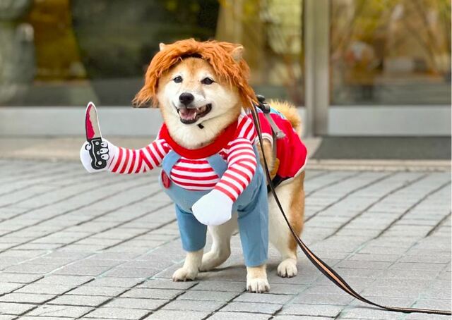 【犬用チャッキーコスチューム】横から撮影すると後足が入ってしまうので、写真は正面から撮るのがポイント
