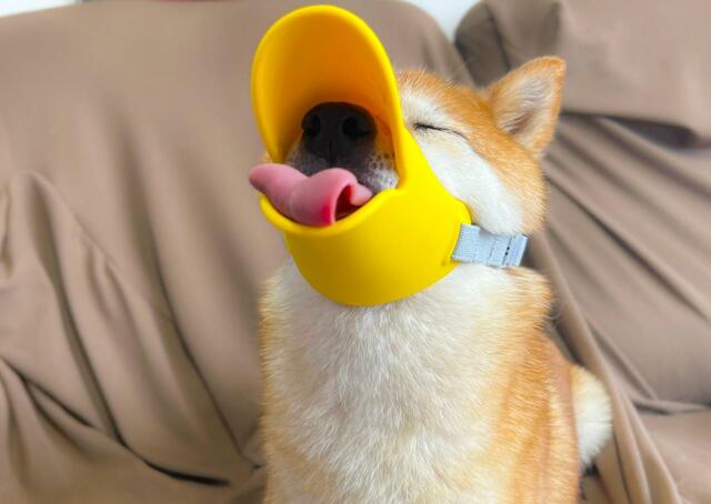 【OPPO quack（クァック）】めちゃくちゃオヤツを満喫しています