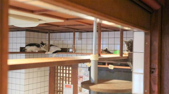 【ねこ浴場 体験レポ】ねこ浴場（下界）からは見えなかった場所も丸見え！