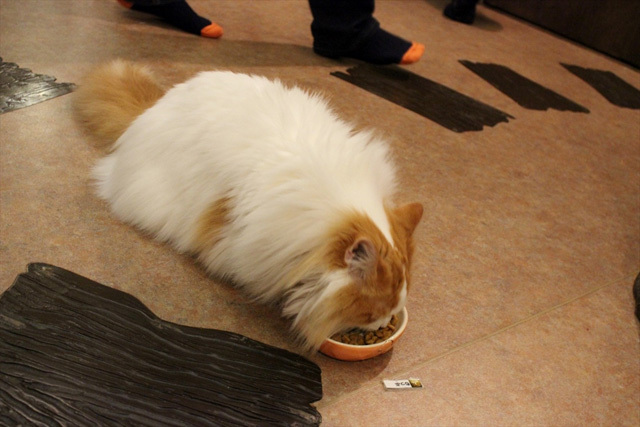 可愛くてキュンキュンする「吉祥寺ねこ祭り」の猫たち