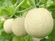 「国産メロン」<2023年9⽉6⽇(水)〜なくなり次第終了>【シャインマスカット&メロン食べ放題】