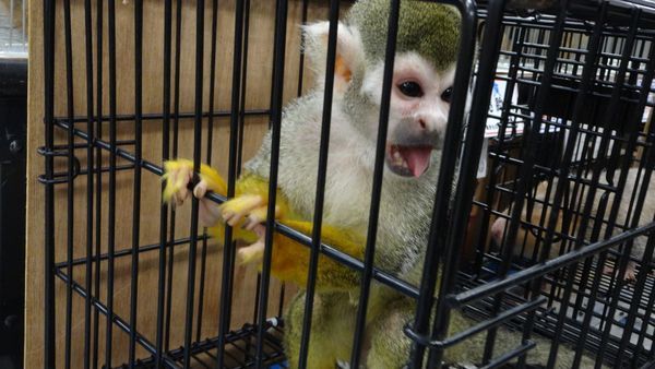 「東京レプタイルズワールド2014」に集まった動物たち