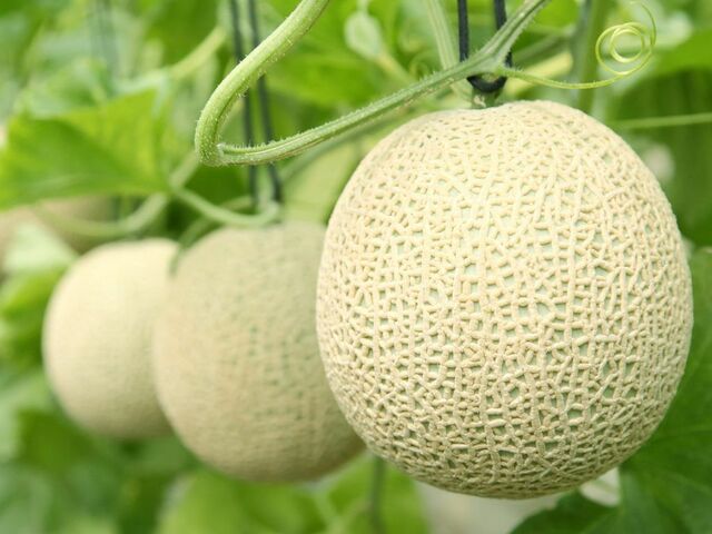 「国産メロン」<2023年9⽉6⽇(水)〜なくなり次第終了>【シャインマスカット&メロン食べ放題】