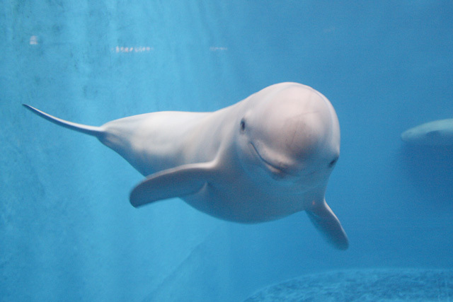 ・クジラ目ネズミイルカ科《スナメリ》アジアの沿岸海域<br/> [解説] 体長は1.5～1.8m。頭が丸く、くちばしはほとんどなく、背びれもない。生まれた直後は大人に比べ黒っぽいが、4～6カ月で淡い灰色になる。背中の正中線に沿って、首の後方から尾柄部あたりまで皮膚が2、3cmほど隆起している。主に沿岸域に生息。日本でも有明海や瀬戸内海、伊勢湾などで姿が見られるが、減少傾向にあり絶滅が危惧される。 写真提供：鳥羽水族館