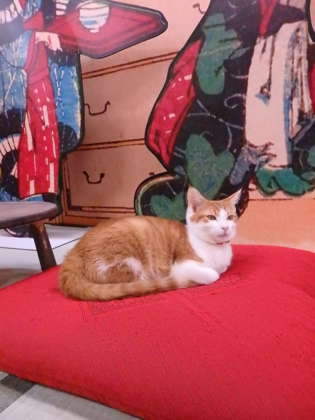 ⓒ江戸ねこ茶屋