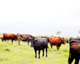 全国の畜産農家を応援するため「もったいない肉セット」として販売