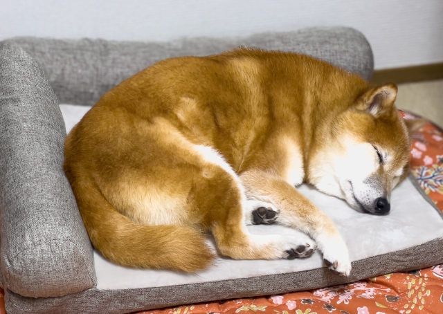 【カインズのカスタマイズペットベッド】体の一部が沈むことなく、全身がふんわりとベッドに乗っているように見えます