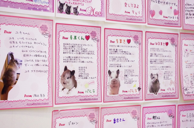 Japan Chinchilla Festival