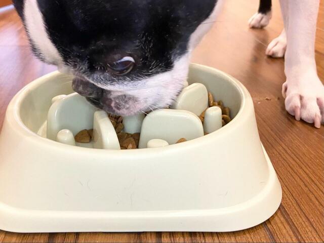 【Life Runne 早食い防止ボウル】早食い防止ボウルでごはんをあげてみました！突起の凸凹になかなか苦戦している様子です
