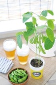 【ロフト父の日】育てるえだ豆栽培セット(聖心陶芸)　栽培イメージ