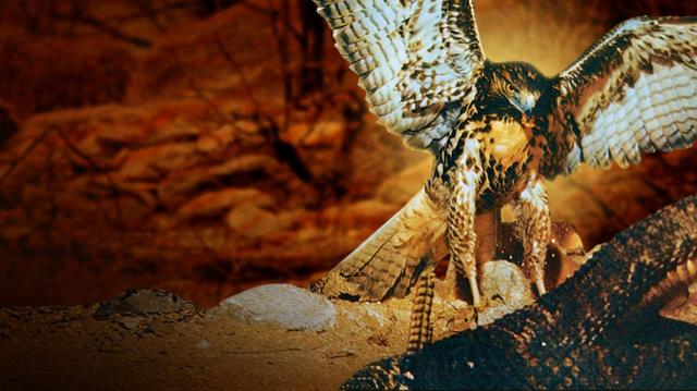 『砂漠は生きている』