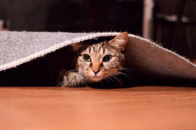 カフェきゃらふ