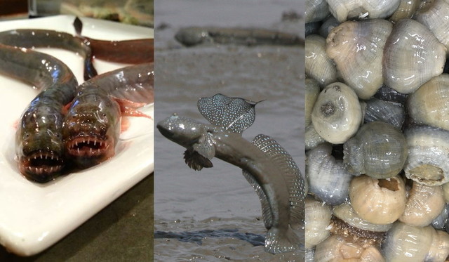 有明海の珍魚たち