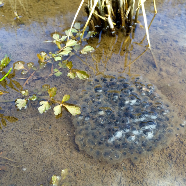 森の中の棚田や、池、小川には、カエルの卵やオタマジャクシも