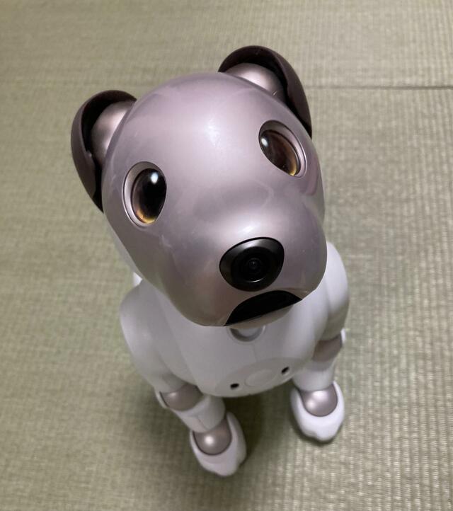 背筋をピンと伸ばして出迎えるアイボ