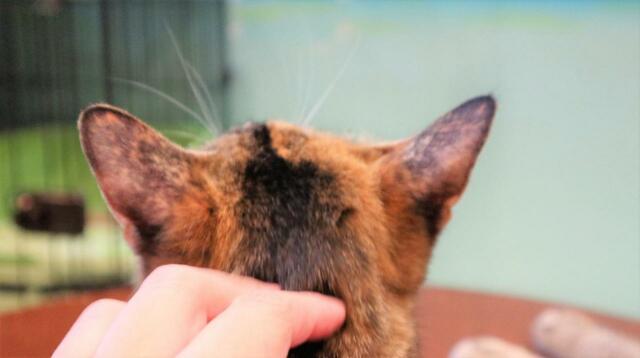 【ねこ浴場 体験レポ】ちゃぶ台の上でリラックス中の子の頭をなでなで