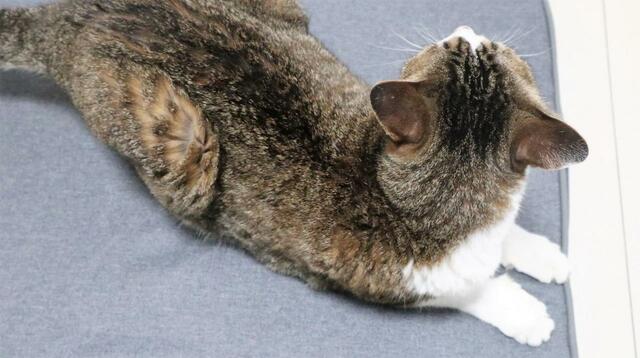 【ニトリ ペット用クッション】写真を撮っていたらさっそく乗ってきた！