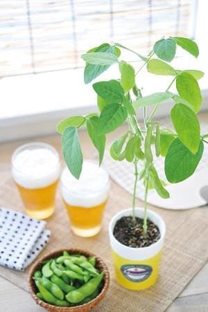 【ロフト父の日】育てるえだ豆栽培セット(聖心陶芸)　栽培イメージ