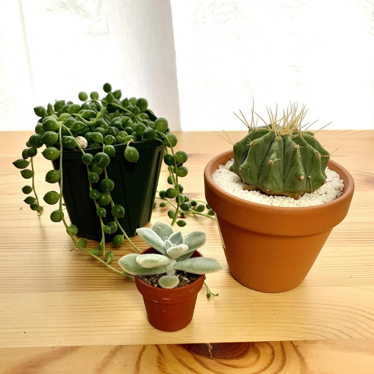 簡単 観葉植物が水だけで長持ちする 水耕栽培 のやり方 育てやすい種類 1 2 ハピママ